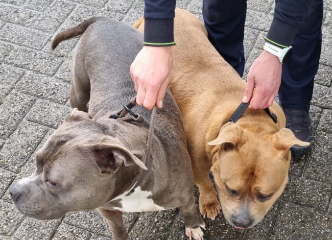 Afbeelding van WhatsApp op 2024-06-16 om 11.52.54_dc65f007