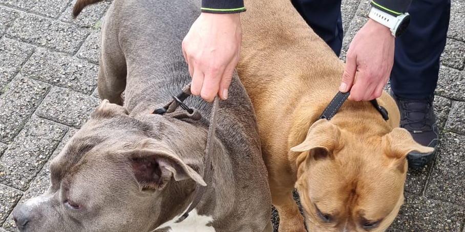 Afbeelding van WhatsApp op 2024-06-16 om 11.52.54_dc65f007